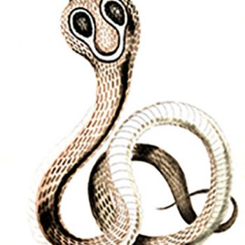 The Cobra de Capello
