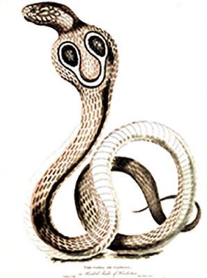 The Cobra de Capello - Image 2