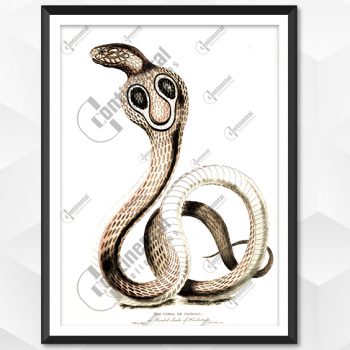 The Cobra de Capello