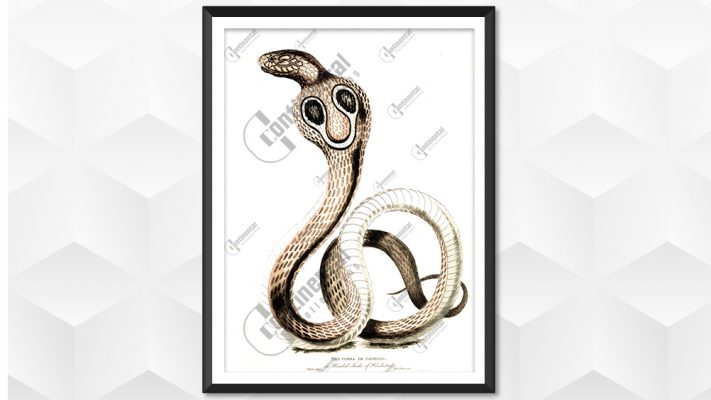 The Cobra de Capello