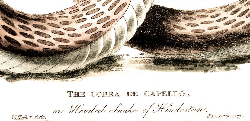 The Cobra de Capello - Image 3